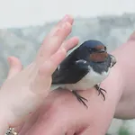 Διαμέρισμα Soerenyes Udvarhaz Penzesgyor