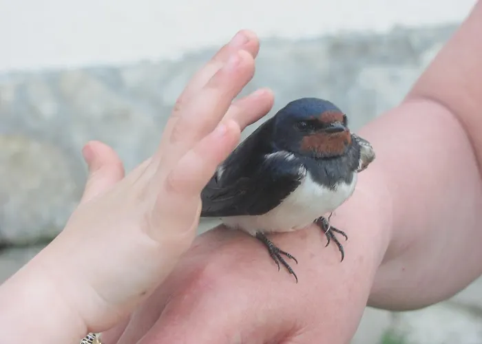 Lejlighed Soerenyes Udvarhaz Penzesgyor